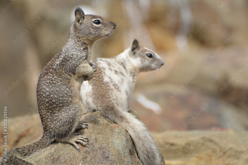 California Ground Squirrel Pair on a Rock California Ground Squirrel Pair on a Rock