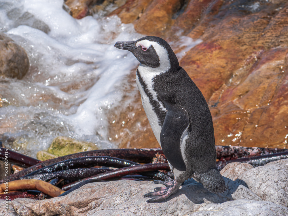 Obraz premium Bettys Bay with cute Penguins in close up view