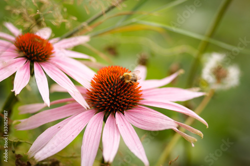 Yellow black large bumblebee crawls on pink red Echinacea flower and pollinates. Very beautiful perennial medicinal plant Echinacea on green blurred background  selective focus  view from above