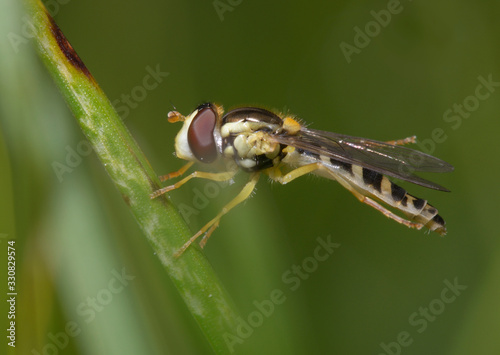 Hoverfly sitting on a plant stem