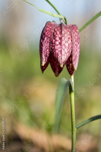 Snake's head fritillary (Fritillaria meleagris) or chess flower, frog-cup, guinea flower, leper lily, Lazarus bell or kockavica in family Lilliaceae, chequered pattern flowers in shades of purple, rar