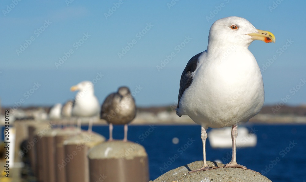 Obraz premium Seagull Lineup in Cape Cod, Massachusetts