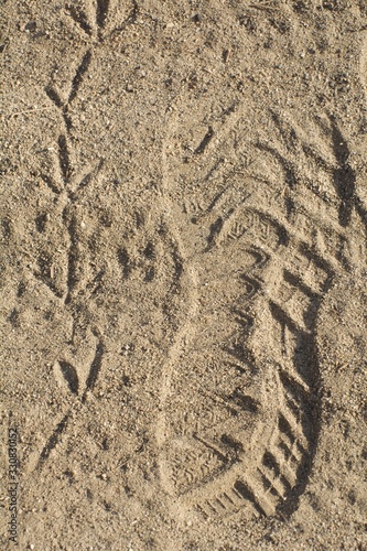 Human and California Quail Tracks
