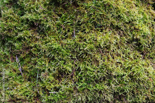 The texture of green vegetation. Moss