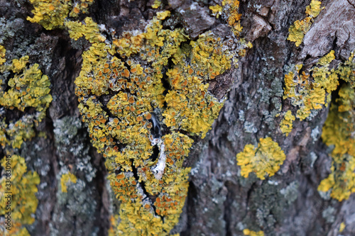 Tree bark with yellow little moss © Maksim