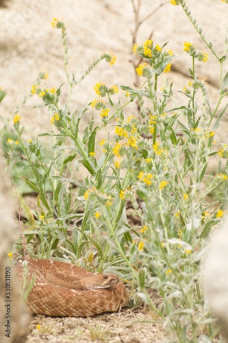 Red diamond rattlesnake among the wildflowers