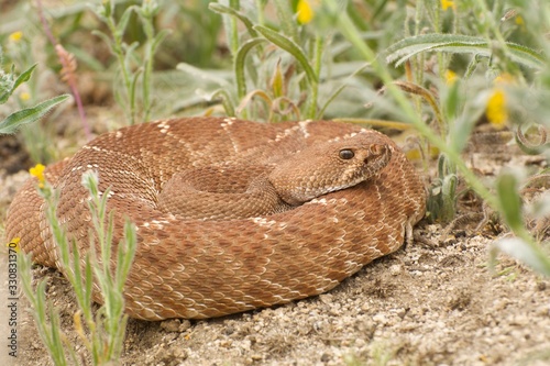 Red Diamond Rattlesnake coiled among the wildflowers photo