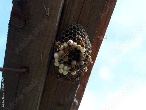 Wasps are polys, nest wasps on board under the roof. photo