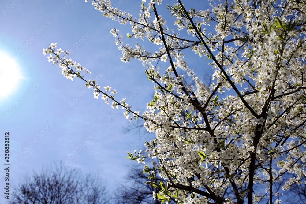 White cherry blossom in bloom in spring sunshine White cherry blossom in bloom in spring sunshine