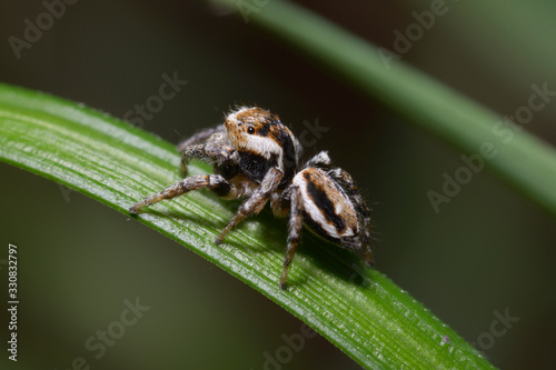 Dangerous looking wolf spider sitting on blade of grass