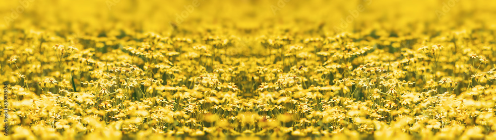 Summer meadow background field of yellow flowers web banner