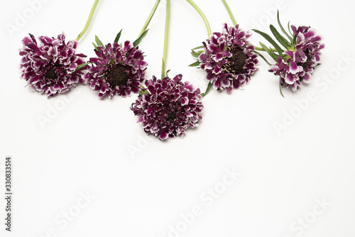 Purple scabiosa pincoushin flower flat lay on white background photo