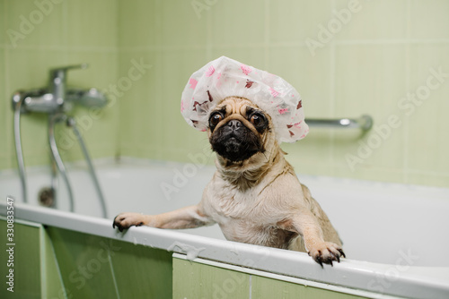 pug in the bathroom