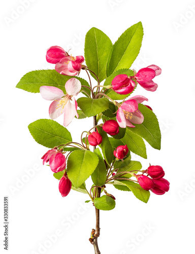 Apple Flowers photo