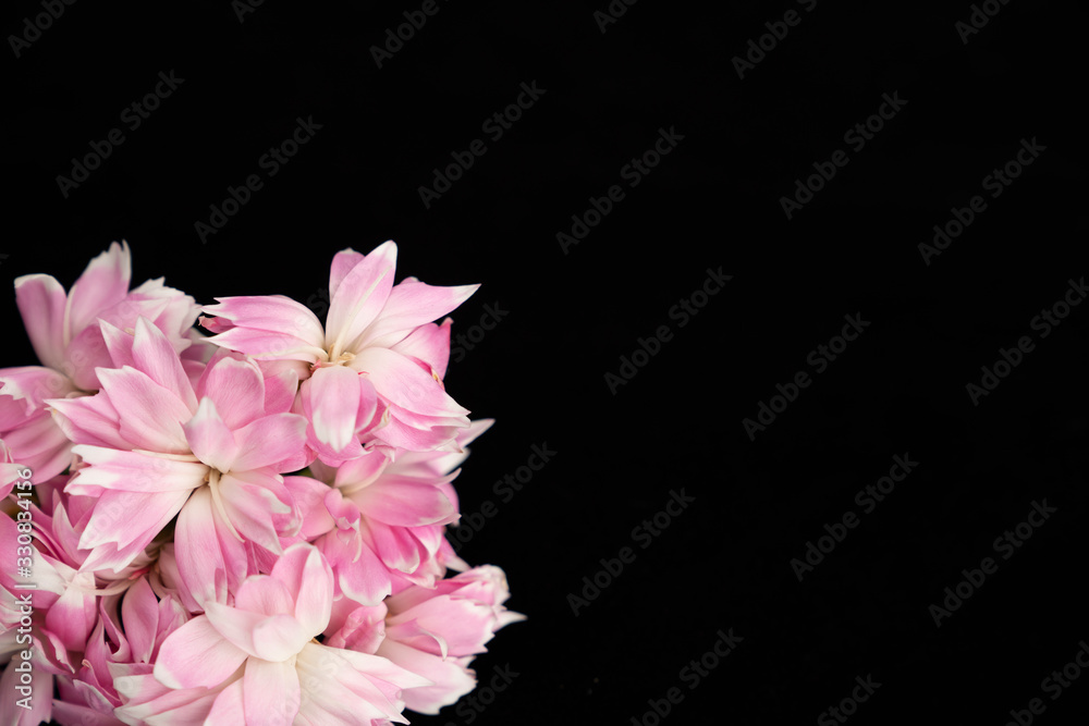 Fresh Pink flower on dark background