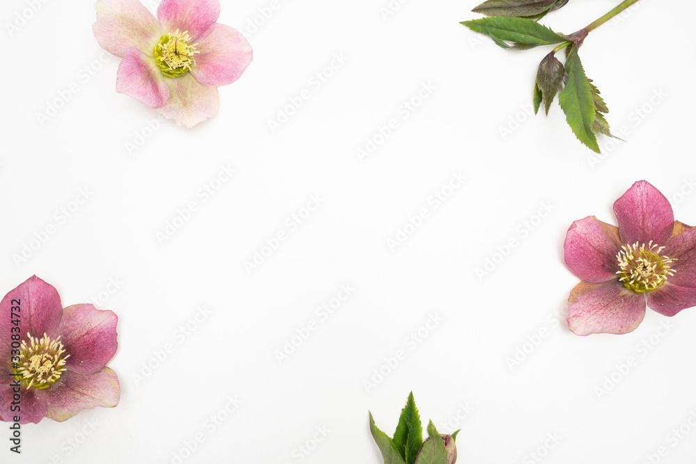 Pink Hellebore flower on white background floral flat lay feminine background