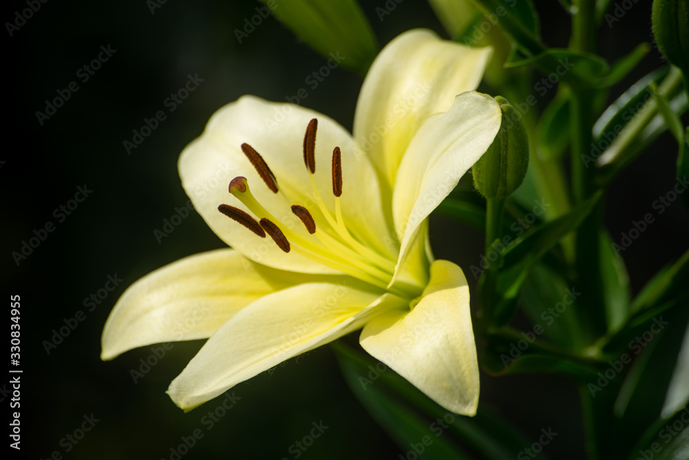 Obraz premium white lilies on black background
