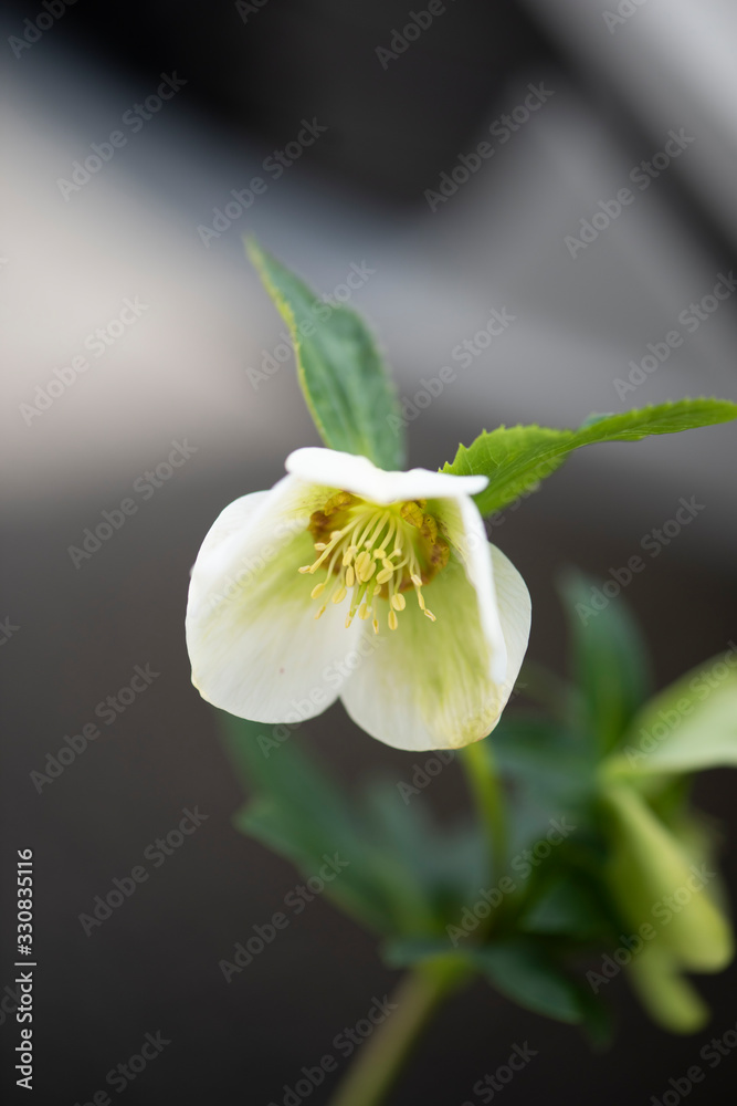 Obraz premium Fresh Hellebore flowers