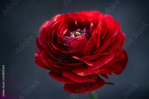 red rose © Владимир Парадный