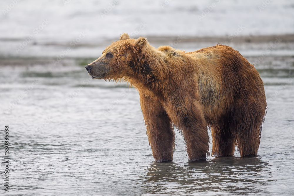 Fototapeta premium Ruling the landscape, brown bears of Kamchatka (Ursus arctos beringianus)