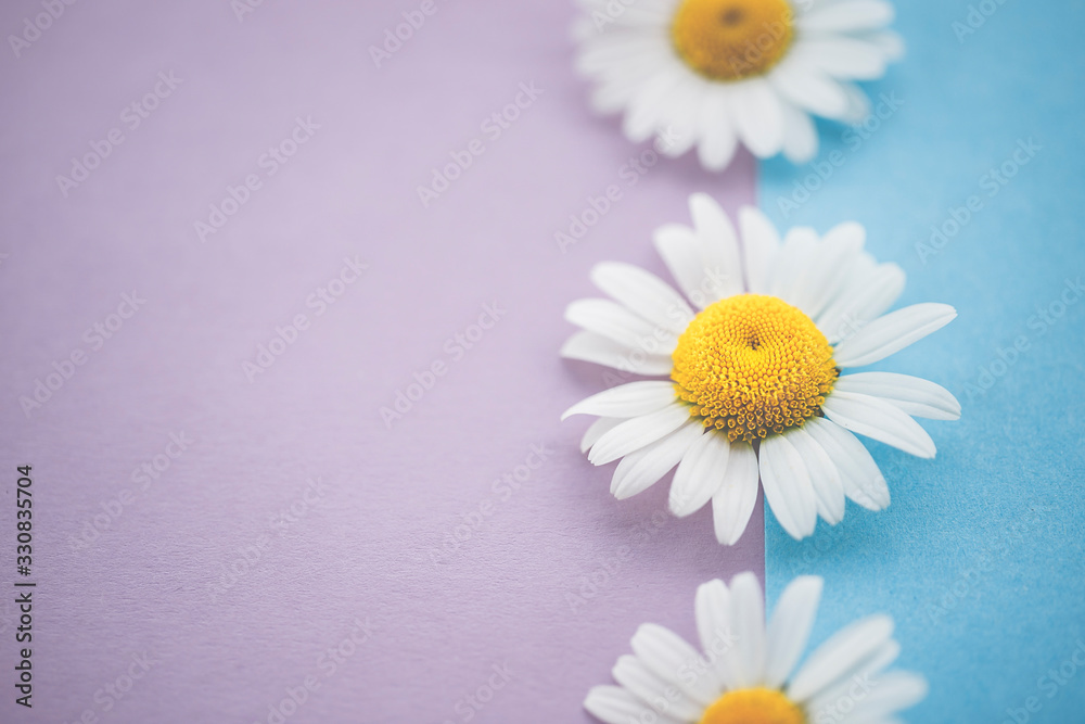 Gänseblümchen, Margeriten - Blüten auf buntem Karton, Vorlage für Design, Hintergrund Gänseblümchen, Margeriten - Blüten auf buntem Karton, Vorlage für Design, Hintergrund