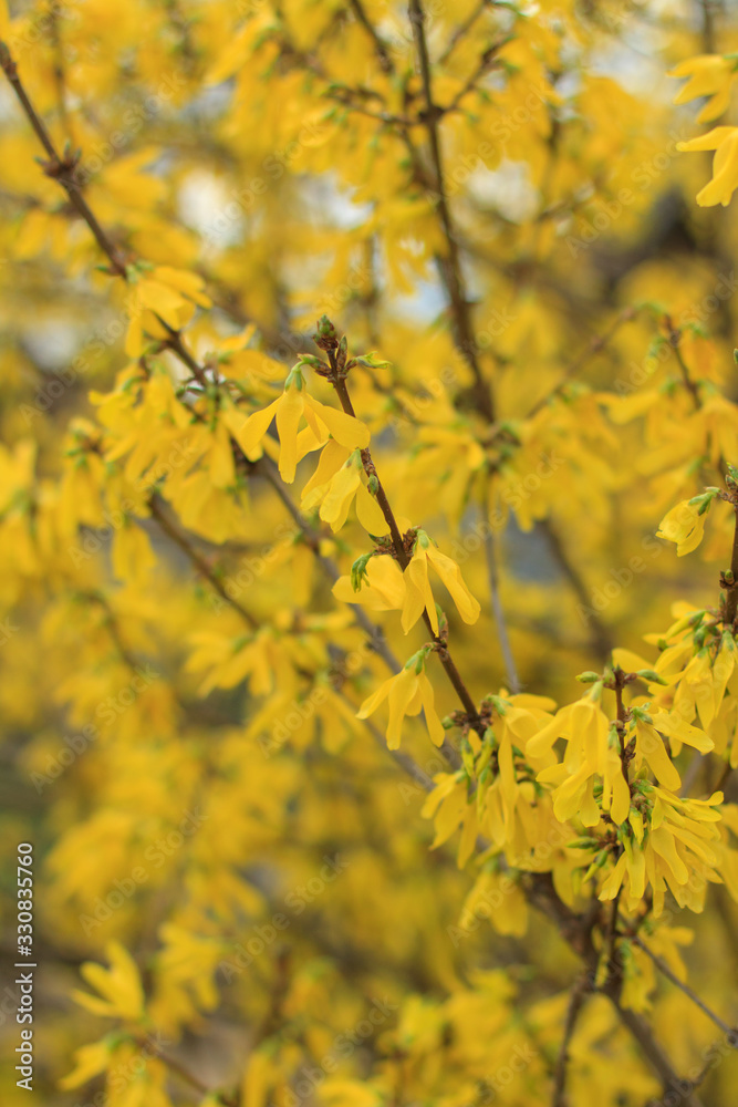 Blooming yellow tree. Center sharpness