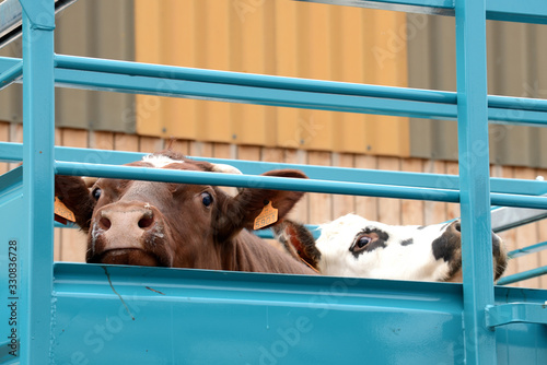 Transport animaux vivants, vache dans bétaillère photo