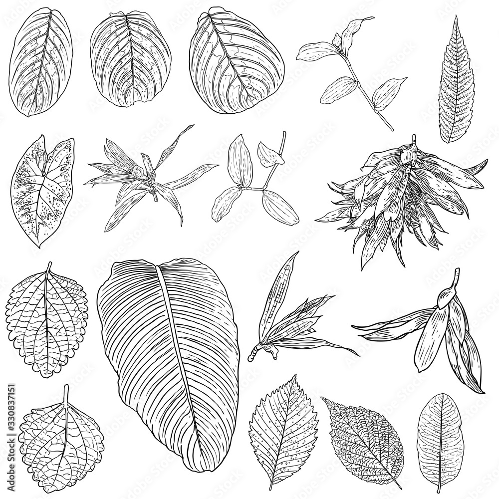Tropical leaves collection. Isolated fern elements on white background. Set of jungle forest and domestic home leaf, exotic eucalyptus foliage, natural real live palm leaves, herbs drawing. Vector. Tropical leaves collection. Isolated fern elements on white background. Set of jungle forest and domestic home leaf, exotic eucalyptus foliage, natural real live palm leaves, herbs drawing. Vector.