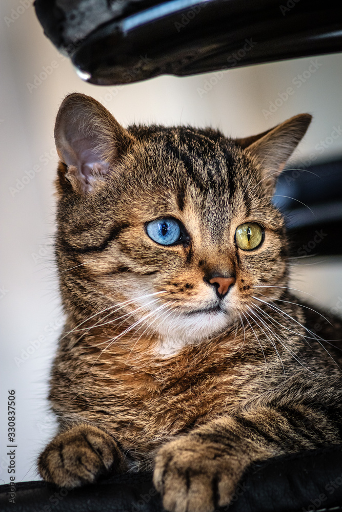 kleine Katze, getigert mit blauem und gelben Auge (odd eyed) schaut nach rechts