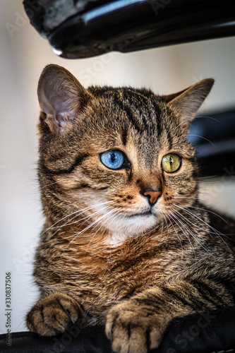 Fototapeta Naklejka Na Ścianę i Meble -  kleine Katze, getigert mit blauem und gelben Auge (odd eyed) schaut nach rechts