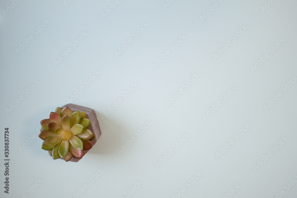 Flat layout of haworthia succulent on light blue background Flat layout of haworthia succulent on light blue background