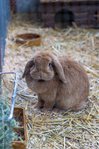 Brown Rabbit in an animal shelter is inside the hutch. In the foreground there is a bowl for food, and the background there is brown straw