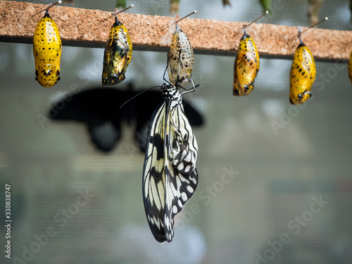 Nacimiento de Mariposa, metamorfosis