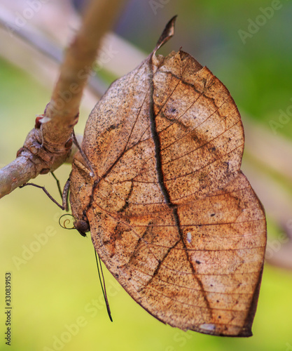 Leaf Butterfly
