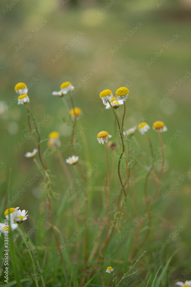 Growing daisy flowers