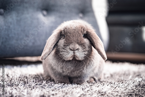 Happy Easter bunny rabbit portrait