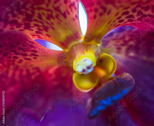 Orchid 1