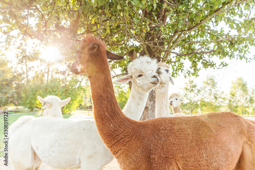 Cute alpaca with funny face relaxing on ranch in summer day. Domestic alpacas grazing on pasture in natural eco farm countryside background. Animal care and ecological farming concept © Юлия Завалишина