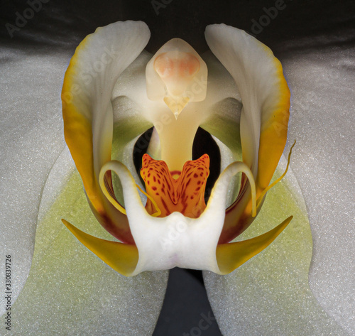 White Dark Orchid