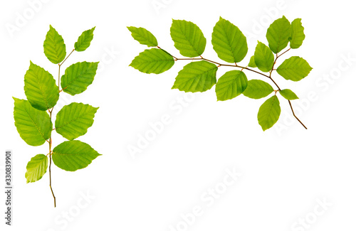 Green leaves isolated on white background. photo