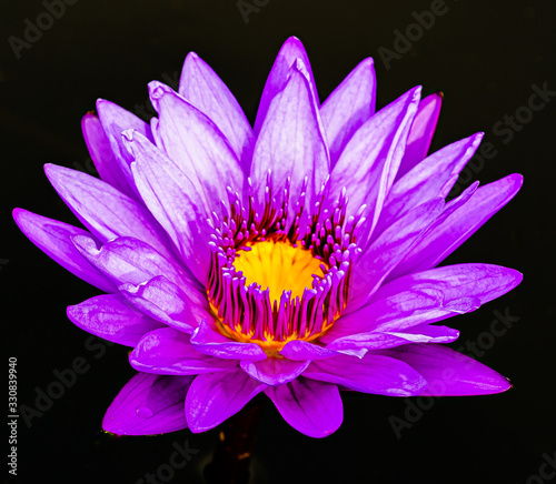 Lovely Lily