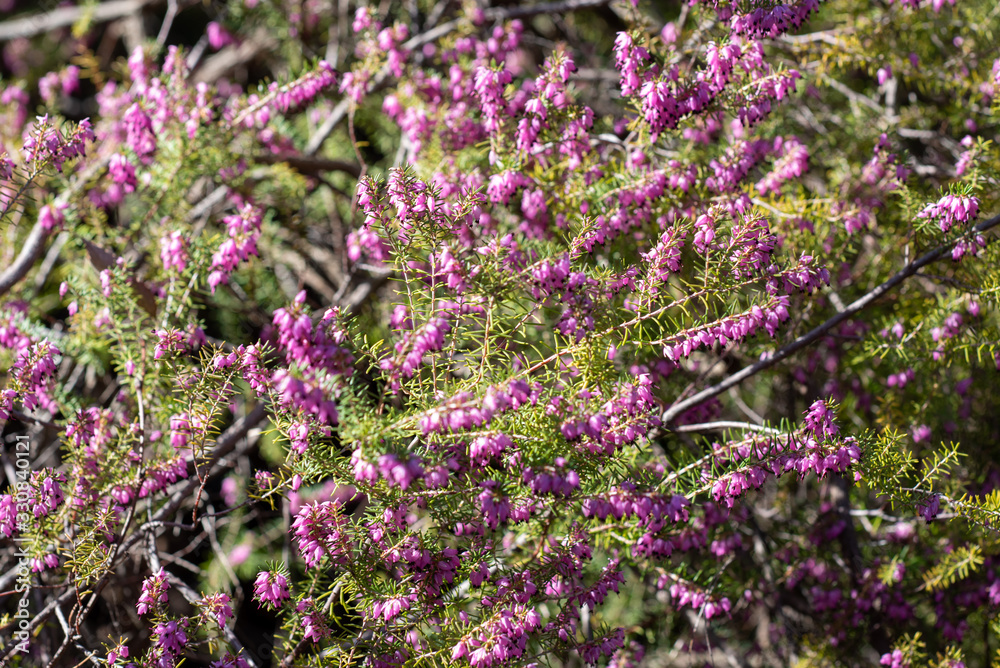 A closeup on a Erica × darleyensis blooming bush A closeup on a Erica × darleyensis blooming bush