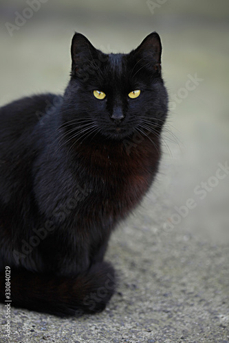 Photography Portrait of fluffy wild balck cat