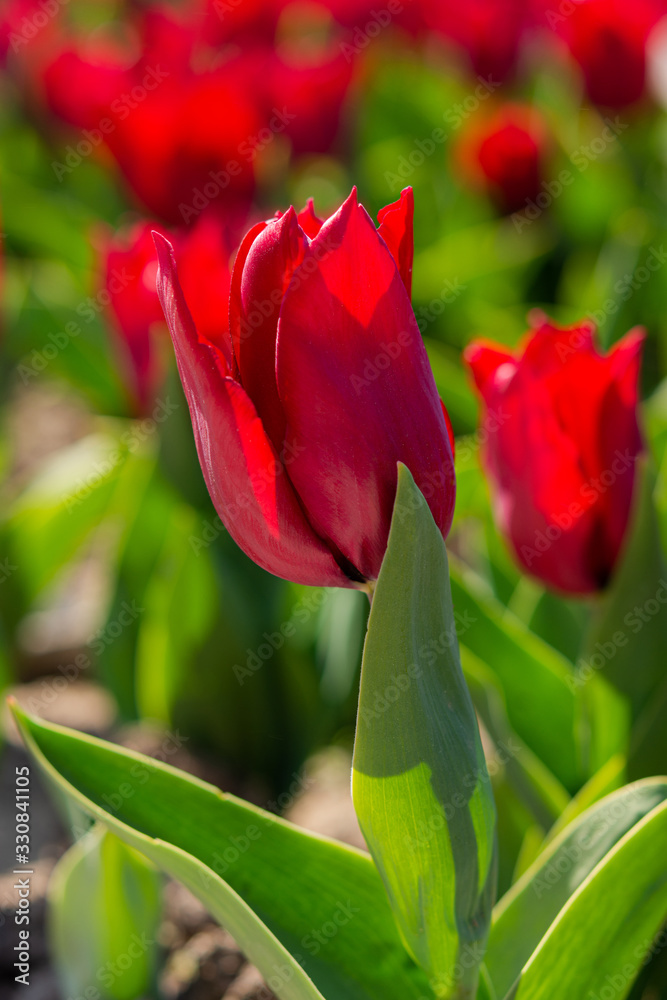 Red beautiful tulips field in spring time. Red tulips close up Red beautiful tulips field in spring time. Red tulips close up