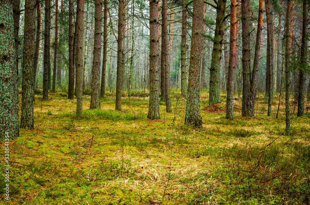 Obraz premium pine alley in the forest