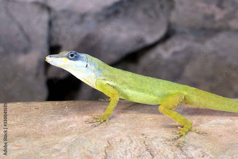 Green anolis gecko close up, Saint Vincent, Caribbean