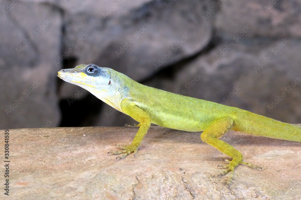 Green anolis gecko close up, Saint Vincent, Caribbean Green anolis gecko close up, Saint Vincent, Caribbean