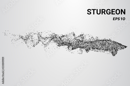 Sturgeon of the particles. Sturgeon consists of circles and dots. Sturgeon falls apart into molecules.
