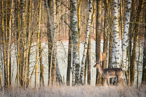 Red deer (Cervus elaphus) stag running during autumn with threes, Sweden