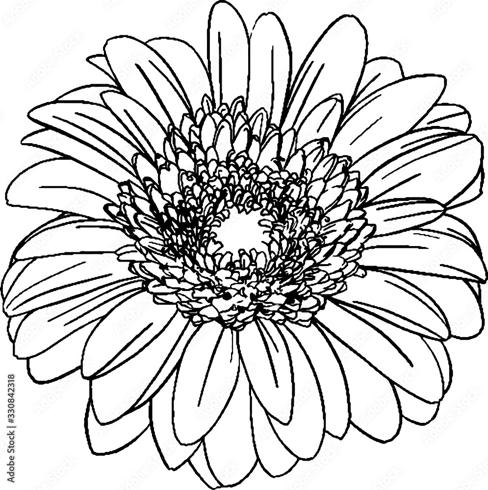 Fototapeta premium hand drawn flower gerberas in the Doodle style